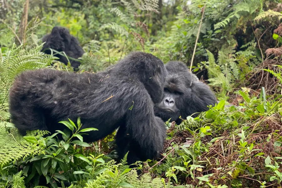 Avila Reizen Oeganda gorilla trekkong groep