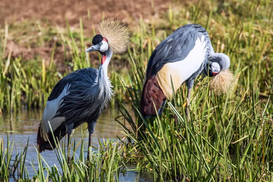 Avila Reizen Oeganda kroonkraanvogel