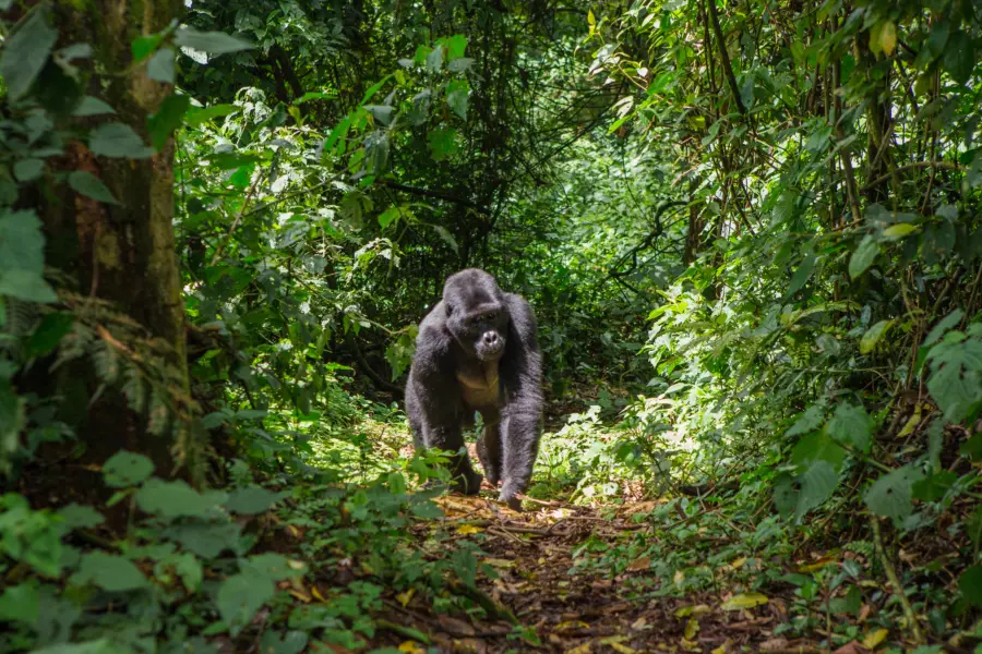 Avila Reizen Uganda Gorilla op pad in jungle