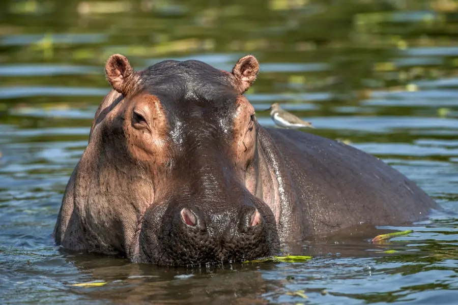 Avila Reizen Uganda Hippo