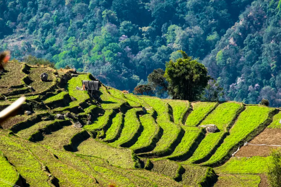 Avila Reizen Bhutan Rijstterrassen