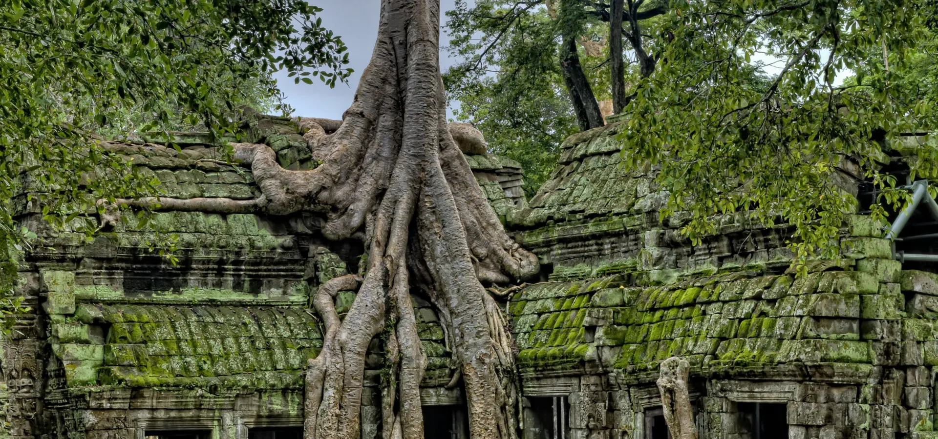Avila Reizen Siem Reap Tree
