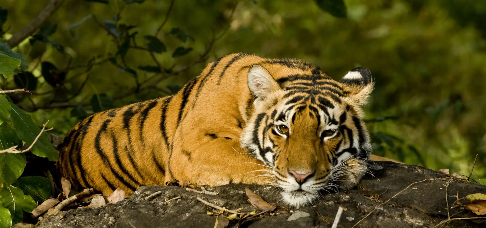 Avila Reizen India Tiger Rocks