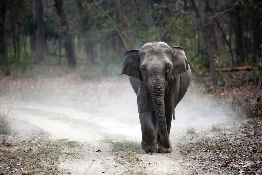 Avila Reizen India Elephant