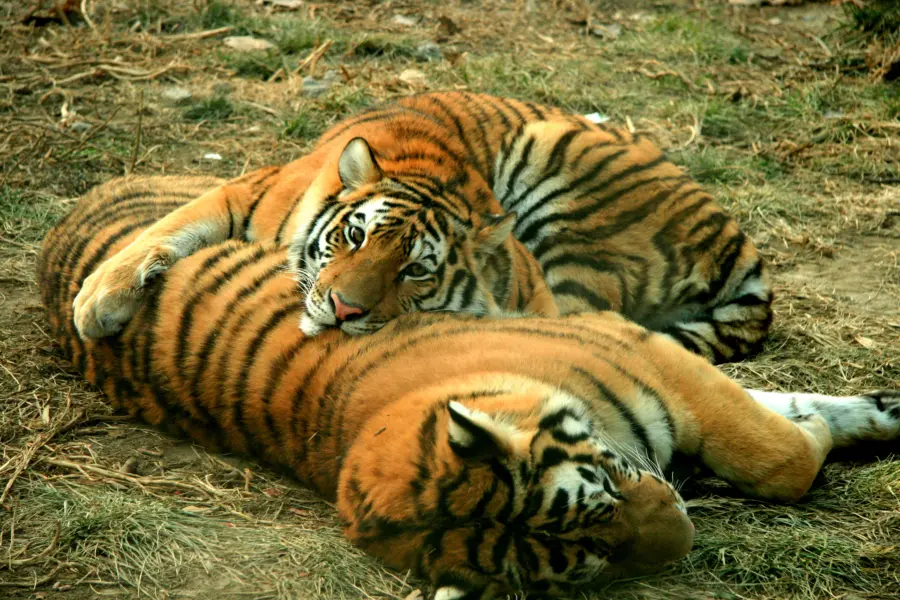 Avila Reizen India tijger slapend