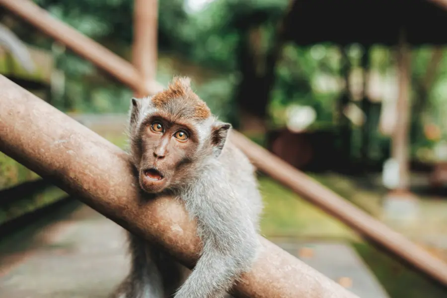Avila Reizen Bali Monkey