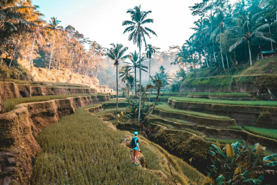 Avila Reizen Indonesie Bali rijstvelden hike