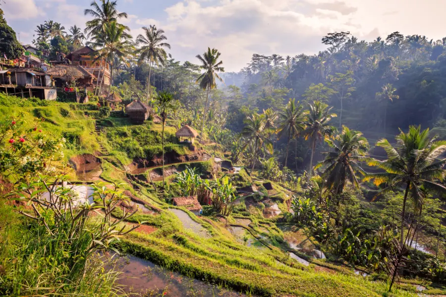 Avila Reizen Indonesie Bali Tegalalang Rice Terrace Ceking Rice Field In Ubud