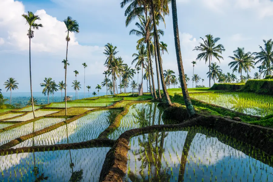 Avila Reizen Indonesie Rijstvelden Senaru Lombok Indonesië Zuidoost Azië