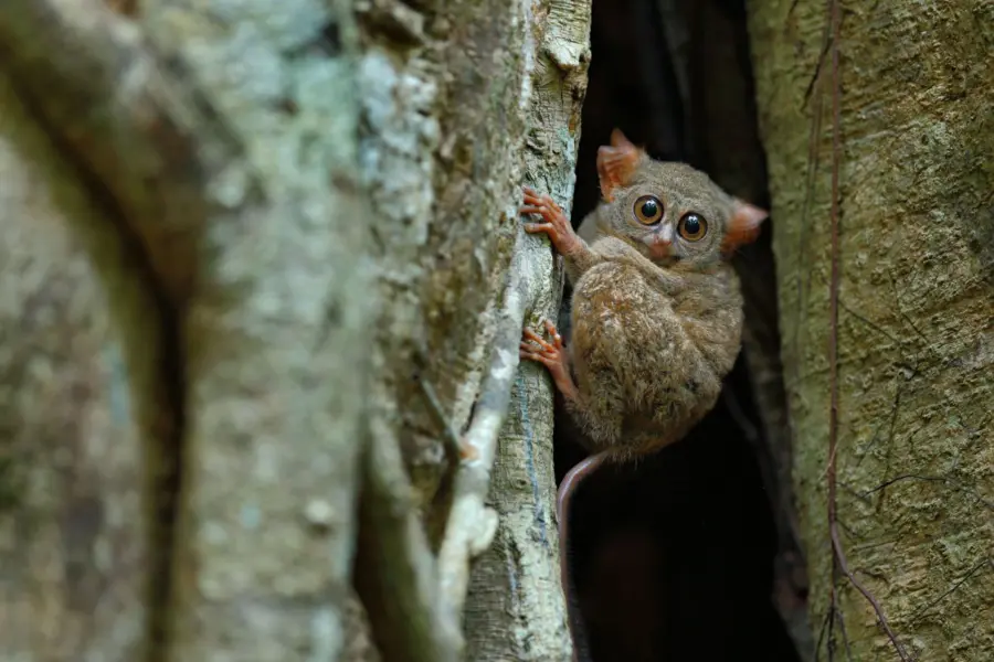 Avila Reizen Indonesie Sulawesie tarsier sulawesi