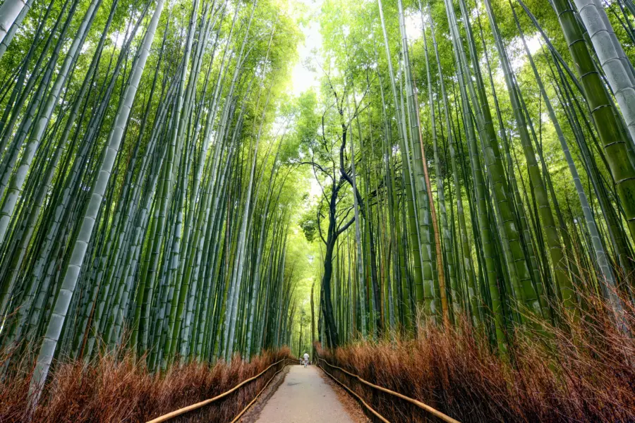 Avila reizen Japan Bamboe van Arashiyama Kyoto