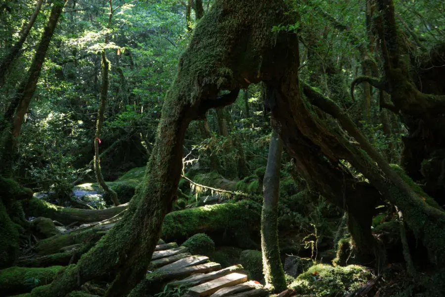 Avila Reizen Japan Yakushima Island