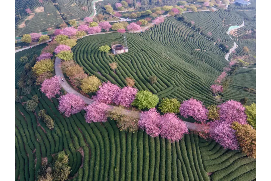 Avila reizen Japan Kersenbloesem Thee