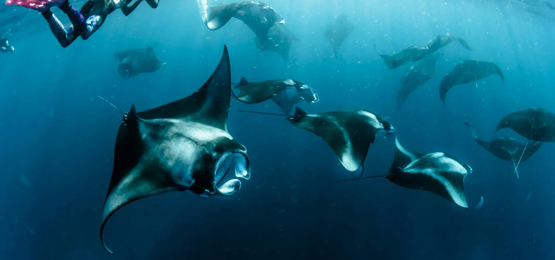 Avila Reizen Maldives Mantas