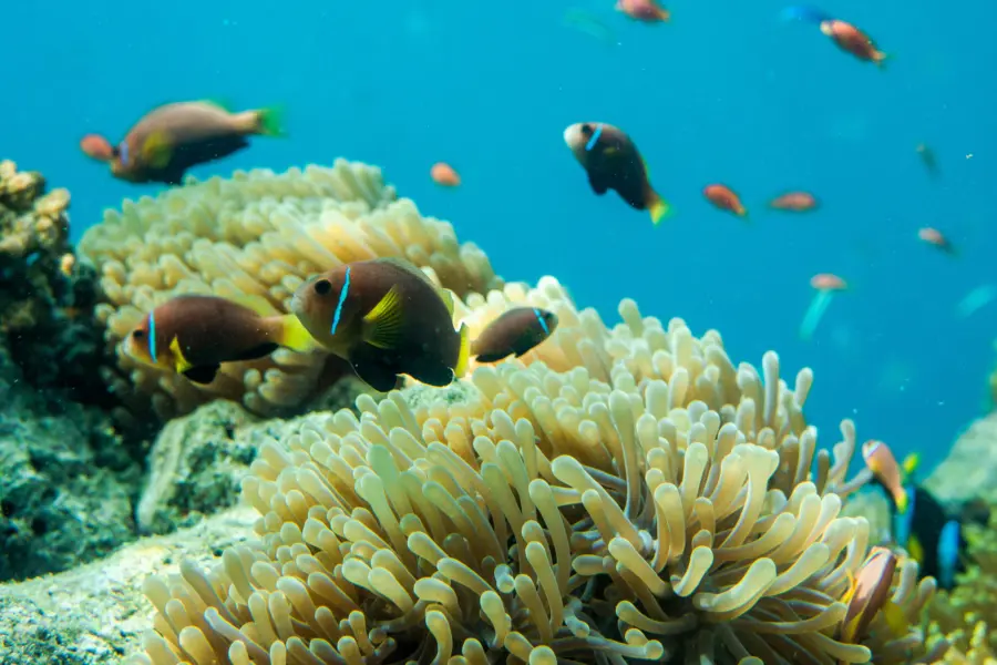 Avila Reizen Maldiven fish