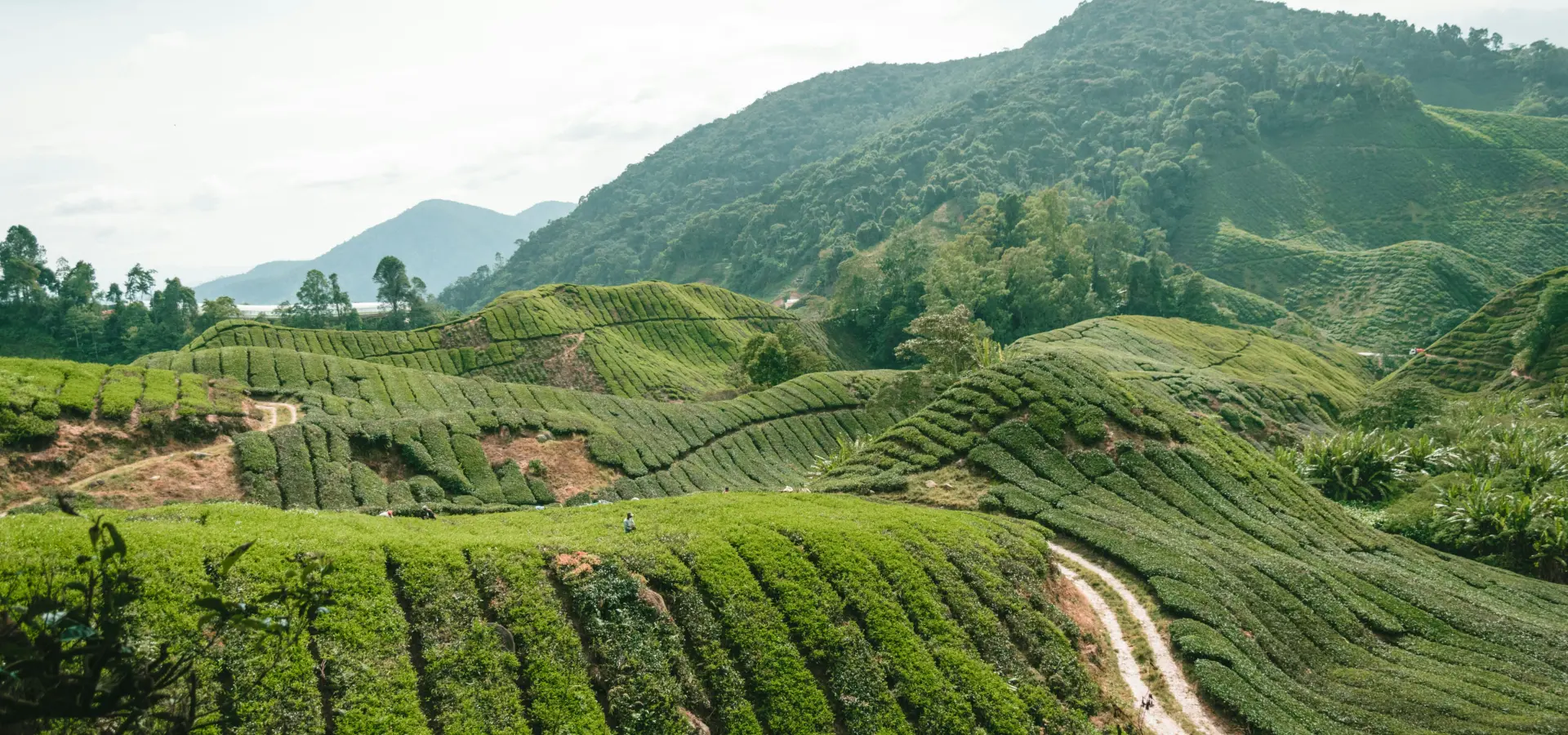 Avila Reizen Cameron Highlands 2