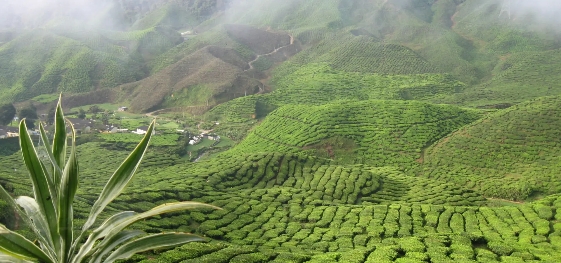 Avila Reizen Cameron Highlands