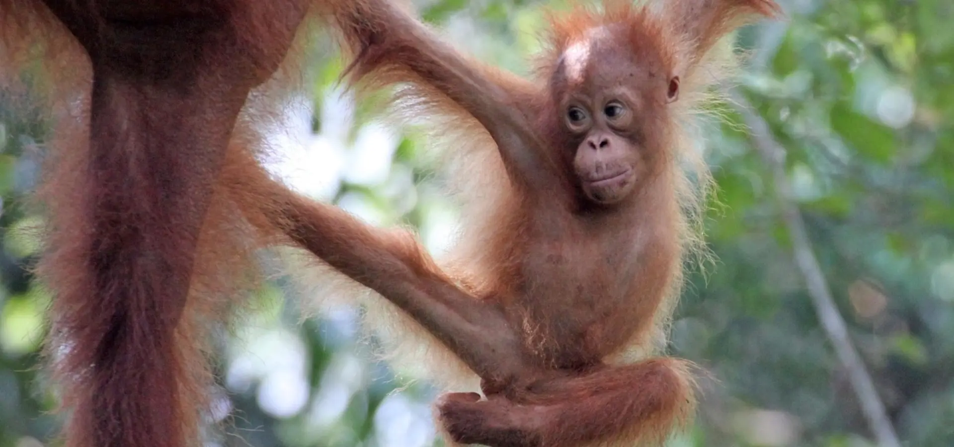 Avila Reizen Maleisië Borneo baby orang oetang