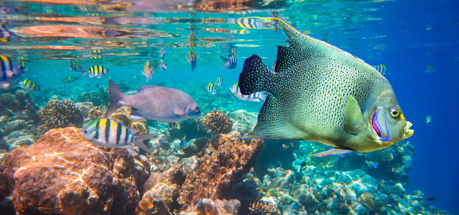 Avila Reizen Maleisie Reef tropical fish