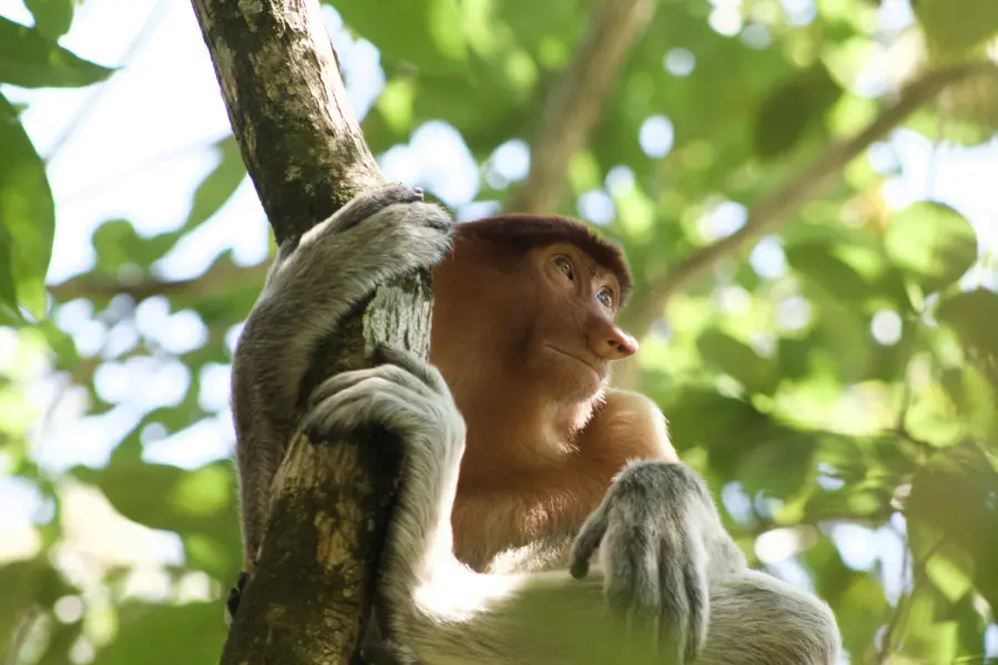 Avila Reizen Borneo