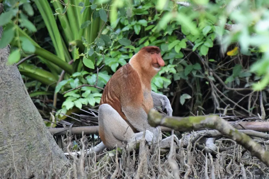 Borneo monkeyuy