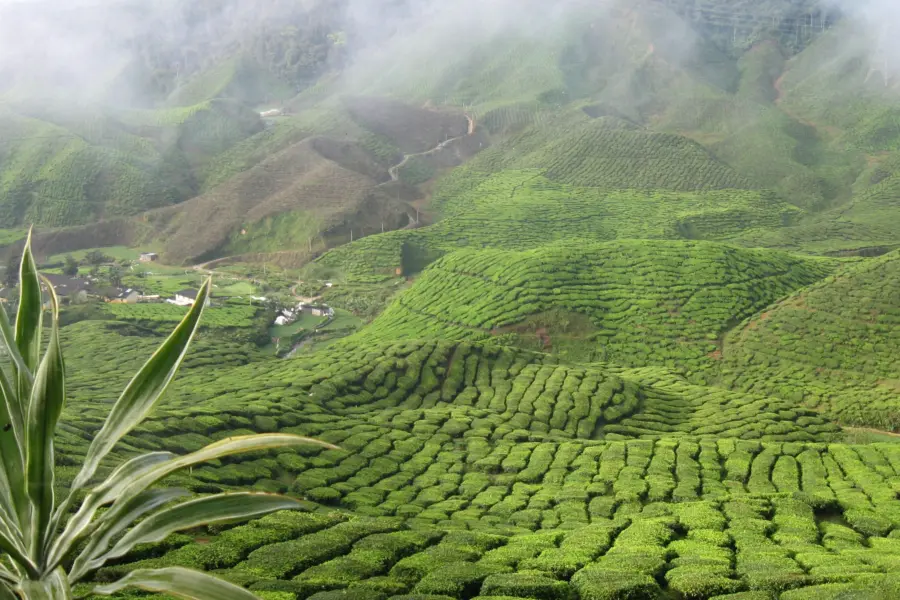 Avila Reizen Cameron Highlands