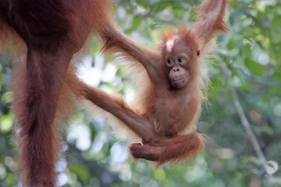 Avila Reizen Maleisië Borneo baby orang oetang