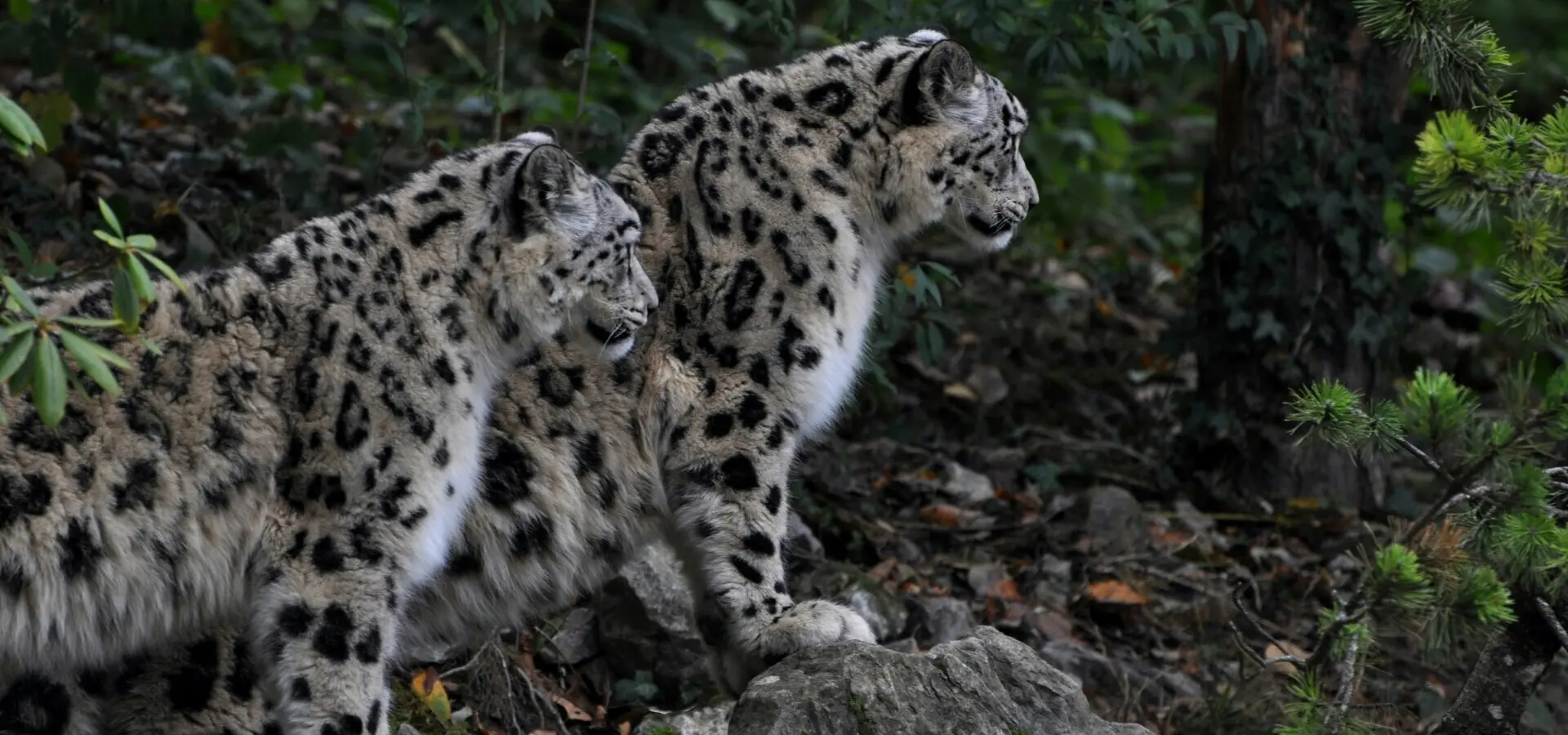 Avila Reizen Nepal After weeks of searching we finally could take this shot It was a lot of work and walking