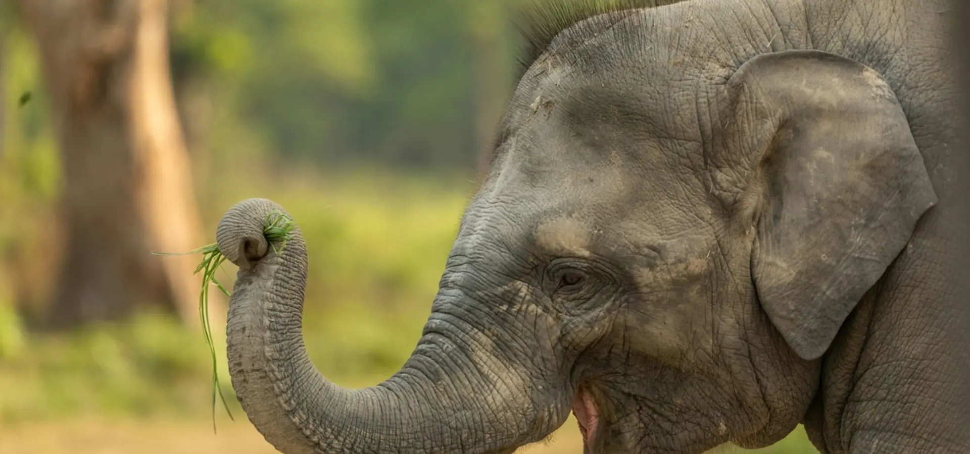 Avila Reizen Nepal Chitwan NP baby olifant