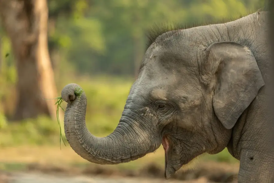 Avila Reizen Nepal Chitwan NP baby olifant