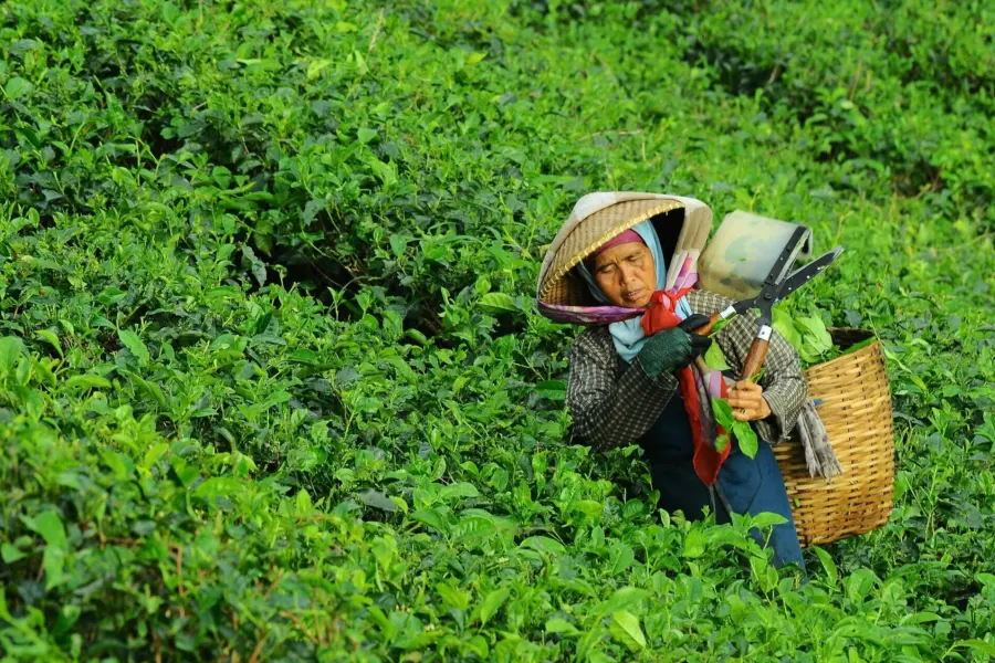 Avila Reizen Sri Lanka Tea collector