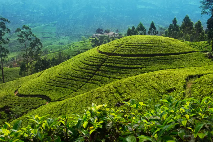 Avila Reizen Sri Lanka Tea plantation in up country near Nuwara Eliya Sri Lanka