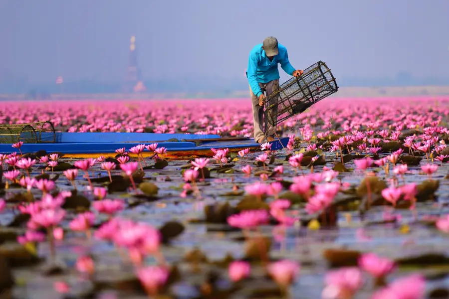 Avila Reizen Thailand Lake Pink Lotusnong Han Udon Thani