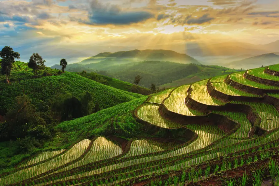 Avila Reizen Thailand Terraced Rice Avila Reizen Thailand Field in Chiangmai