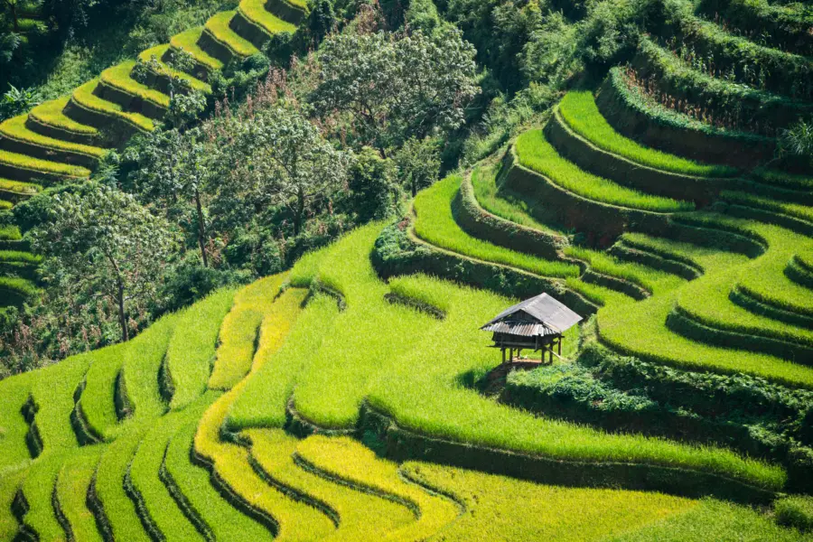 Avila Reizen Vietnam rijstveld rijstschuur