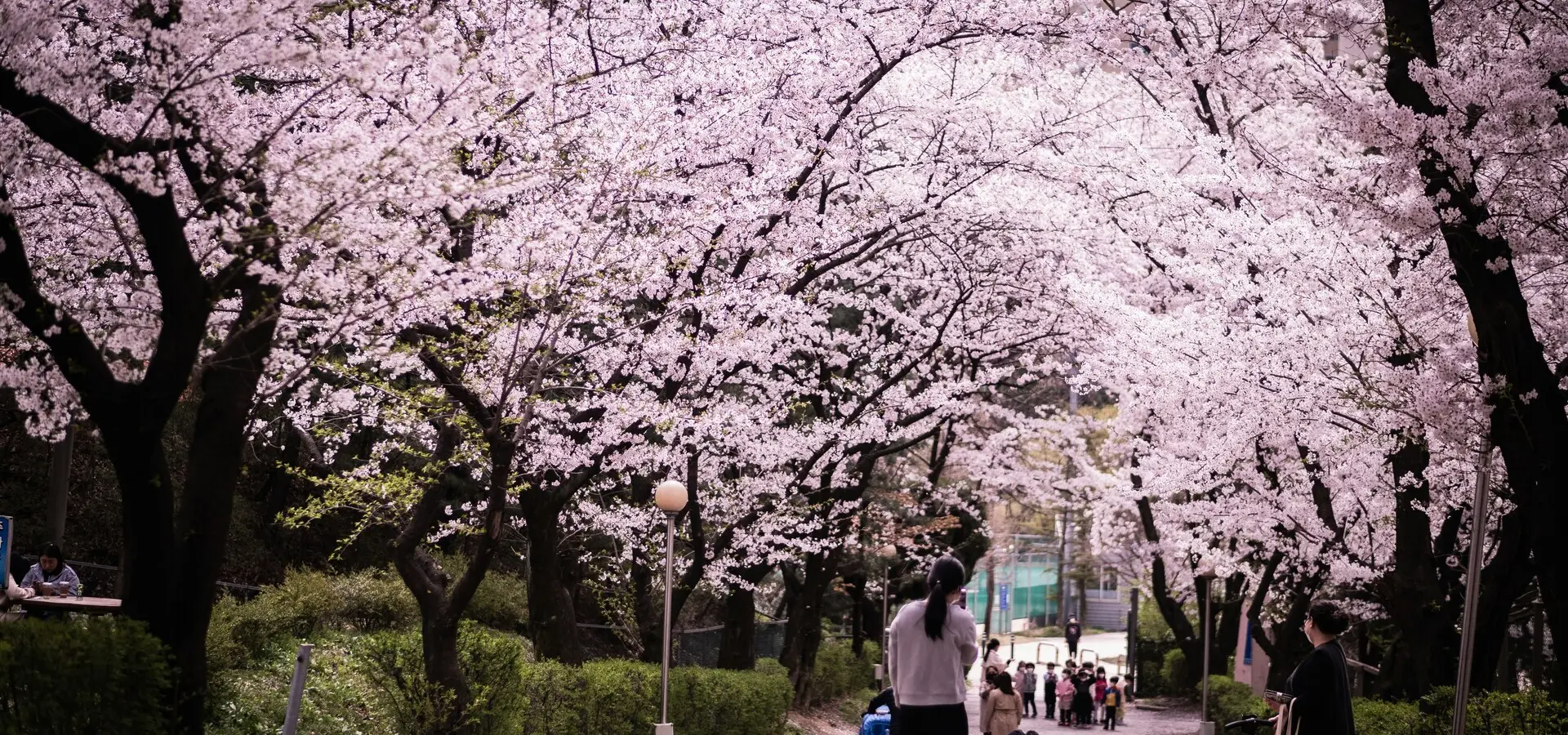 Avila Reizen Zuid Korea kersenbloesems