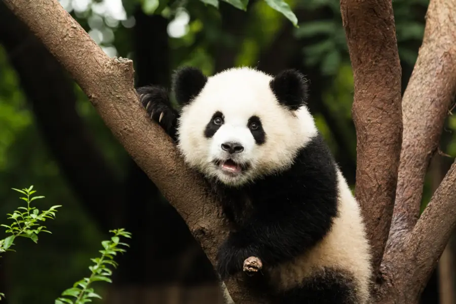 Avila Reizen China panda