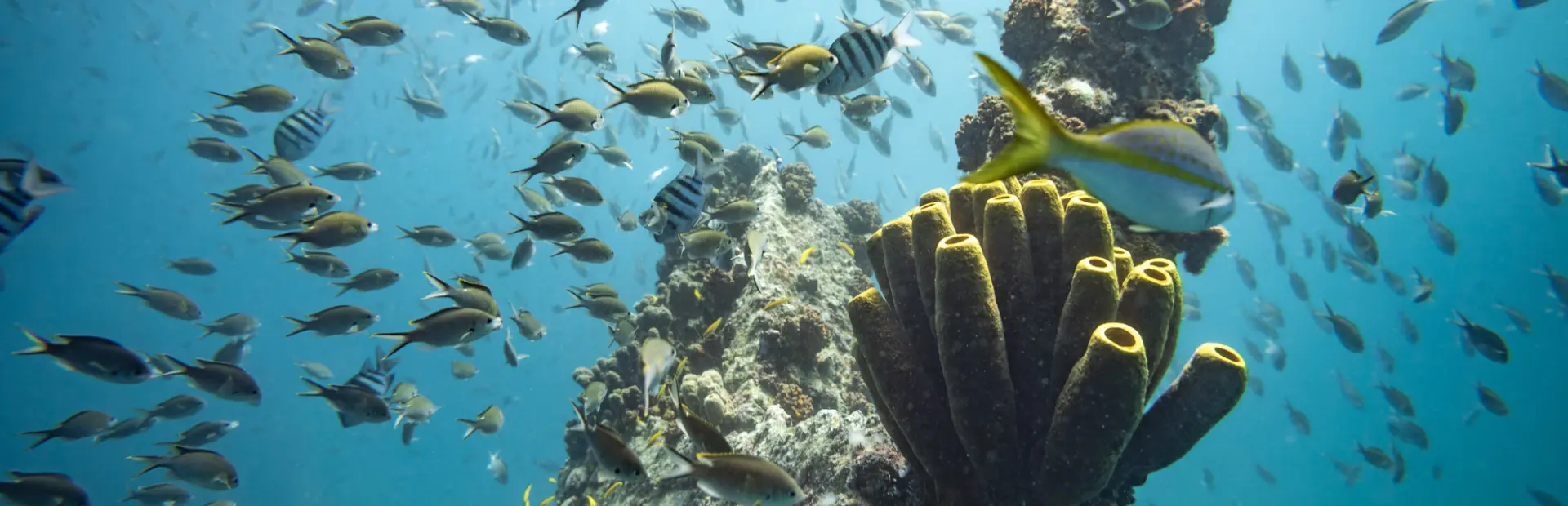 Avila Reizen Aruba Licensed by the Aruba Tourism Authority aruba com Fishes around Corals