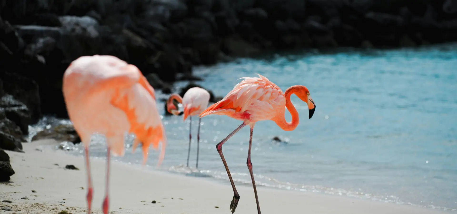 Avila Reizen Aruba flamingo