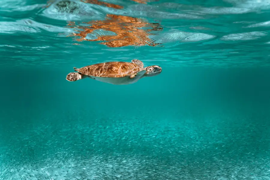 Avila Reizen Aruba Green Sea Turtle in the tropical waters of Aruba
