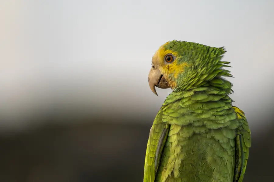 Avila Reizen Aruba Licensed by the Aruba Tourism Authority aruba com Nature