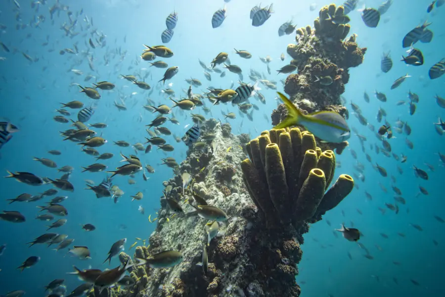 Avila Reizen Aruba Licensed by the Aruba Tourism Authority aruba com Fishes around Corals