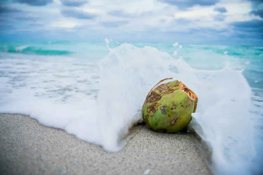 Avila Reizen Barbados kokosnoot op het strand