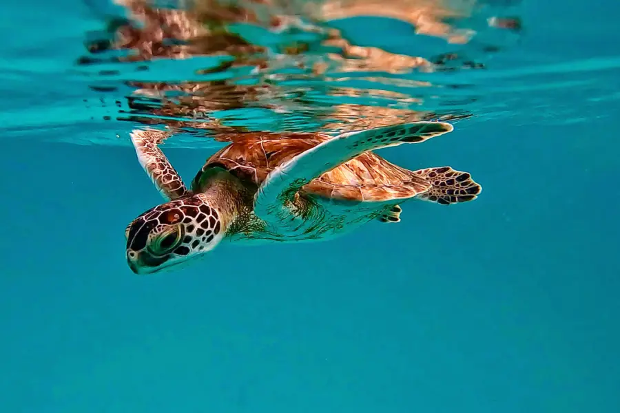 Avila Reizen Barbados turtle