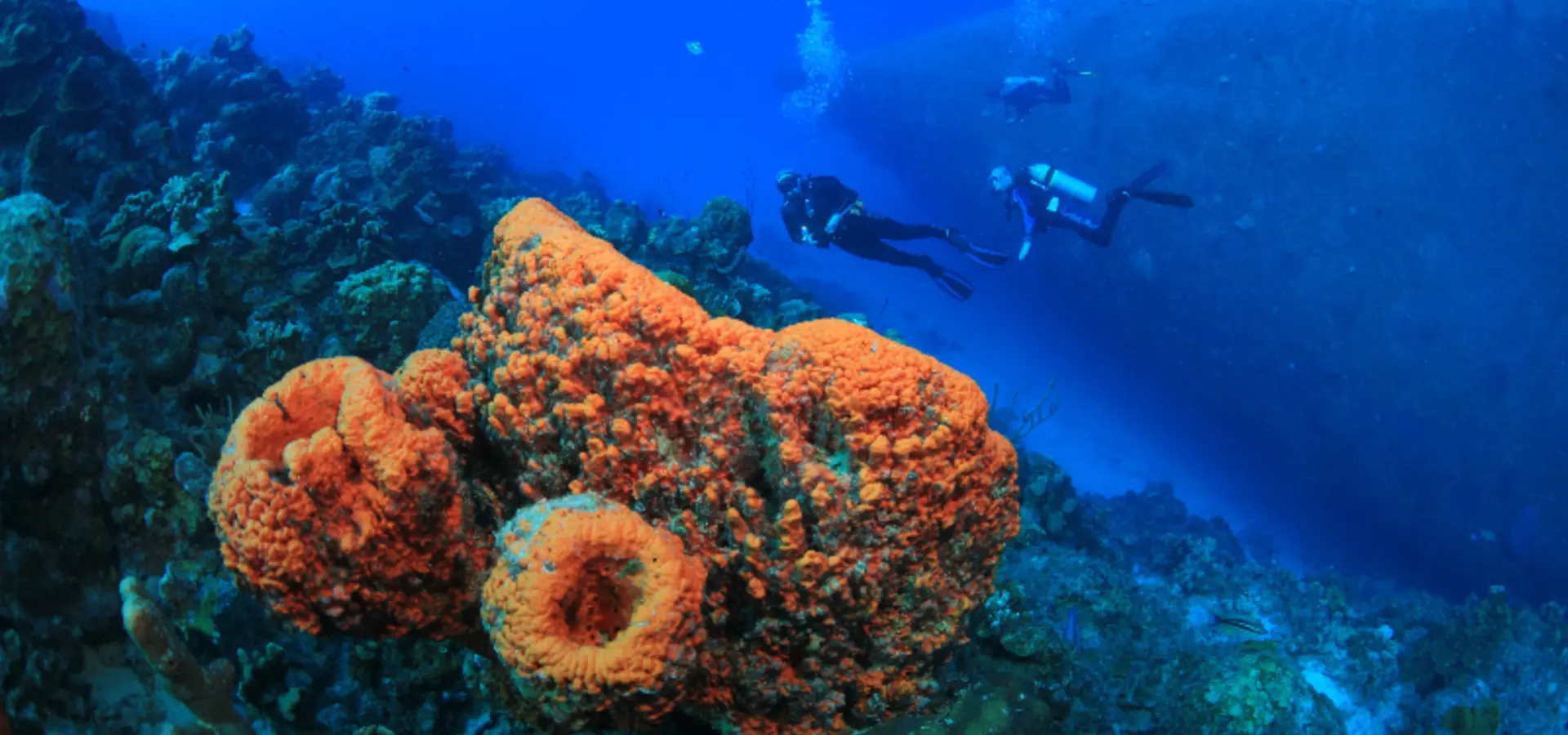 Avila Reizen Bonaire Duiken bij Bonaire