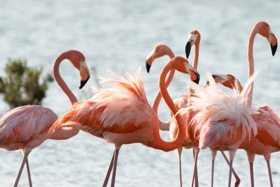 Avila Reizen Bonaire flamingo