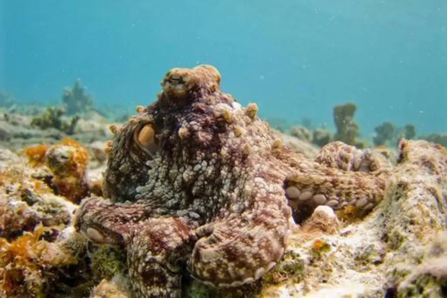 Avila Reizen Bonaire onderwater