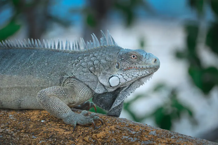 Avila Reizen Bonaire iguana