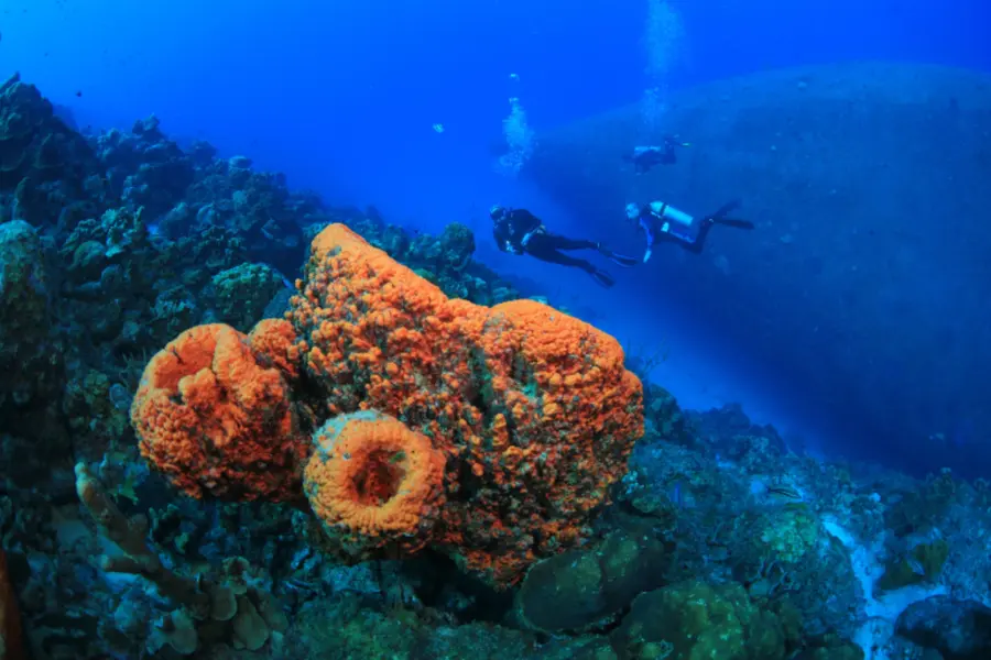 Avila Reizen Bonaire Duiken bij Bonaire