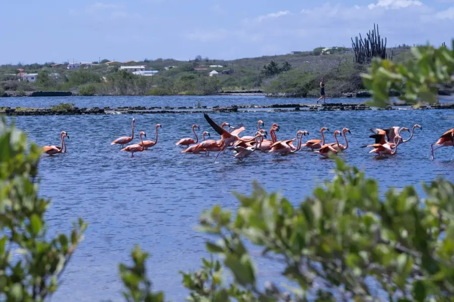 Avila Reizen Bonaire Flamingos in Bonaire